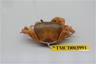 藏品(黃灰澤蟹)的圖片